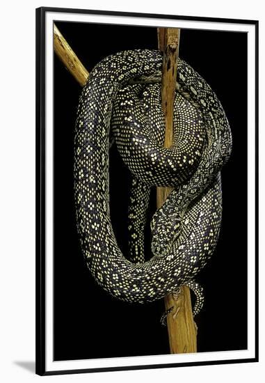 Morelia Spilota (Carpet Python)-Paul Starosta-Framed Premium Photographic Print