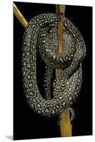 Morelia Spilota (Carpet Python)-Paul Starosta-Mounted Premium Photographic Print