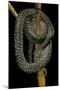 Morelia Spilota (Carpet Python)-Paul Starosta-Mounted Photographic Print