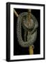 Morelia Spilota (Carpet Python)-Paul Starosta-Framed Photographic Print