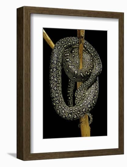 Morelia Spilota (Carpet Python)-Paul Starosta-Framed Photographic Print