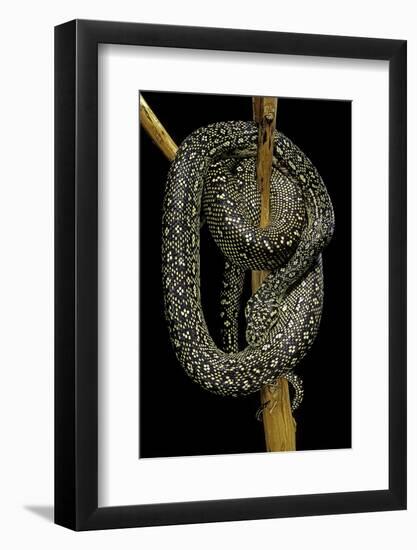 Morelia Spilota (Carpet Python)-Paul Starosta-Framed Photographic Print