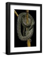 Morelia Spilota (Carpet Python)-Paul Starosta-Framed Photographic Print