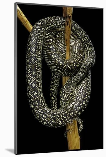 Morelia Spilota (Carpet Python)-Paul Starosta-Mounted Photographic Print