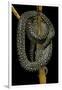 Morelia Spilota (Carpet Python)-Paul Starosta-Framed Photographic Print