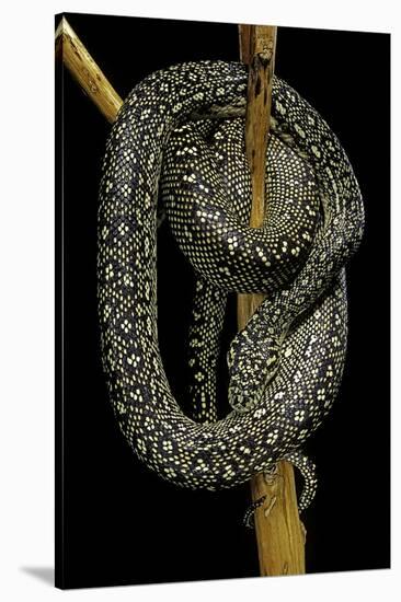 Morelia Spilota (Carpet Python)-Paul Starosta-Stretched Canvas