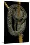 Morelia Spilota (Carpet Python)-Paul Starosta-Stretched Canvas