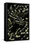 Morelia Spilota Cheynei (Jungle Carpet Python)-Paul Starosta-Framed Stretched Canvas