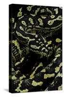 Morelia Spilota Cheynei (Jungle Carpet Python)-Paul Starosta-Stretched Canvas