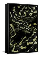 Morelia Spilota Cheynei (Jungle Carpet Python)-Paul Starosta-Framed Stretched Canvas