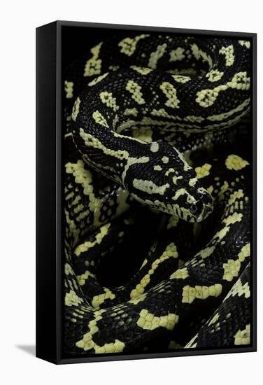 Morelia Spilota Cheynei (Jungle Carpet Python)-Paul Starosta-Framed Stretched Canvas