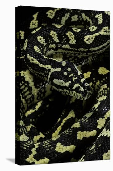 Morelia Spilota Cheynei (Jungle Carpet Python)-Paul Starosta-Stretched Canvas