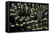 Morelia Spilota Cheynei (Jungle Carpet Python)-Paul Starosta-Framed Stretched Canvas