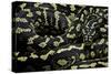 Morelia Spilota Cheynei (Jungle Carpet Python)-Paul Starosta-Stretched Canvas