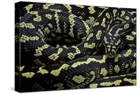 Morelia Spilota Cheynei (Jungle Carpet Python)-Paul Starosta-Stretched Canvas