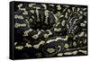 Morelia Spilota Cheynei (Jungle Carpet Python)-Paul Starosta-Framed Stretched Canvas