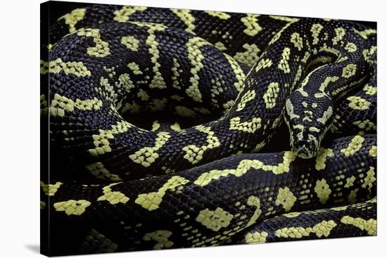 Morelia Spilota Cheynei (Jungle Carpet Python)-Paul Starosta-Stretched Canvas