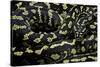 Morelia Spilota Cheynei (Jungle Carpet Python)-Paul Starosta-Stretched Canvas