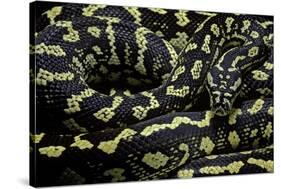 Morelia Spilota Cheynei (Jungle Carpet Python)-Paul Starosta-Stretched Canvas