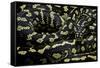 Morelia Spilota Cheynei (Jungle Carpet Python)-Paul Starosta-Framed Stretched Canvas