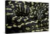 Morelia Spilota Cheynei (Jungle Carpet Python)-Paul Starosta-Stretched Canvas