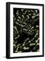 Morelia Spilota Cheynei (Jungle Carpet Python)-Paul Starosta-Framed Photographic Print