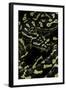 Morelia Spilota Cheynei (Jungle Carpet Python)-Paul Starosta-Framed Photographic Print