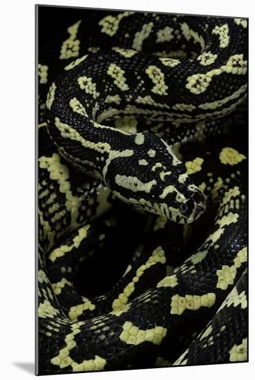 Morelia Spilota Cheynei (Jungle Carpet Python)-Paul Starosta-Mounted Photographic Print