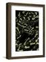 Morelia Spilota Cheynei (Jungle Carpet Python)-Paul Starosta-Framed Photographic Print