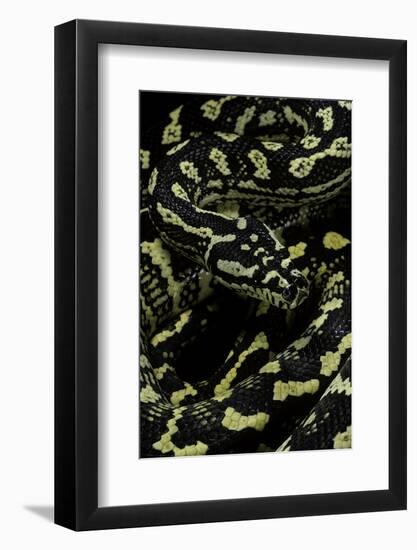 Morelia Spilota Cheynei (Jungle Carpet Python)-Paul Starosta-Framed Photographic Print