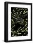 Morelia Spilota Cheynei (Jungle Carpet Python)-Paul Starosta-Framed Photographic Print