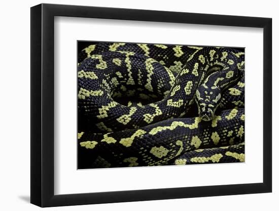 Morelia Spilota Cheynei (Jungle Carpet Python)-Paul Starosta-Framed Photographic Print