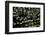 Morelia Spilota Cheynei (Jungle Carpet Python)-Paul Starosta-Framed Photographic Print