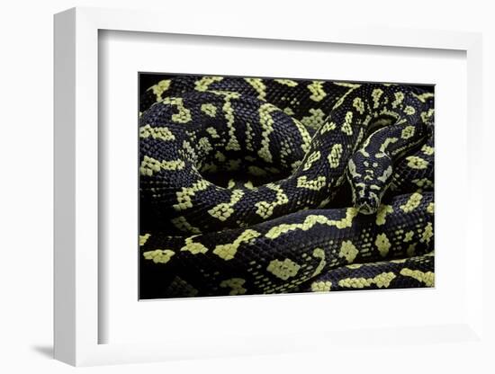 Morelia Spilota Cheynei (Jungle Carpet Python)-Paul Starosta-Framed Photographic Print