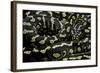 Morelia Spilota Cheynei (Jungle Carpet Python)-Paul Starosta-Framed Photographic Print