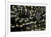 Morelia Spilota Cheynei (Jungle Carpet Python)-Paul Starosta-Framed Photographic Print