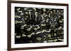 Morelia Spilota Cheynei (Jungle Carpet Python)-Paul Starosta-Framed Photographic Print