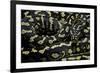 Morelia Spilota Cheynei (Jungle Carpet Python)-Paul Starosta-Framed Photographic Print