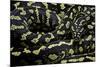 Morelia Spilota Cheynei (Jungle Carpet Python)-Paul Starosta-Mounted Photographic Print