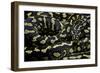 Morelia Spilota Cheynei (Jungle Carpet Python)-Paul Starosta-Framed Photographic Print