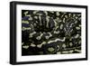 Morelia Spilota Cheynei (Jungle Carpet Python)-Paul Starosta-Framed Photographic Print