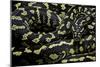 Morelia Spilota Cheynei (Jungle Carpet Python)-Paul Starosta-Mounted Photographic Print
