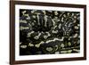 Morelia Spilota Cheynei (Jungle Carpet Python)-Paul Starosta-Framed Photographic Print