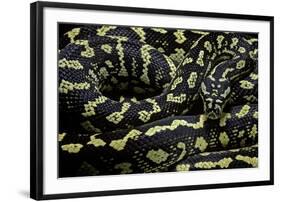 Morelia Spilota Cheynei (Jungle Carpet Python)-Paul Starosta-Framed Photographic Print