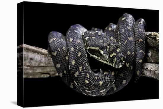 Morelia Spilota Spilota (Diamand Python)-Paul Starosta-Stretched Canvas