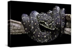 Morelia Spilota Spilota (Diamand Python)-Paul Starosta-Stretched Canvas