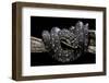 Morelia Spilota Spilota (Diamand Python)-Paul Starosta-Framed Photographic Print