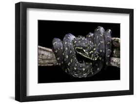 Morelia Spilota Spilota (Diamand Python)-Paul Starosta-Framed Photographic Print