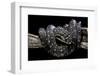 Morelia Spilota Spilota (Diamand Python)-Paul Starosta-Framed Photographic Print