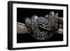 Morelia Spilota Spilota (Diamand Python)-Paul Starosta-Framed Photographic Print